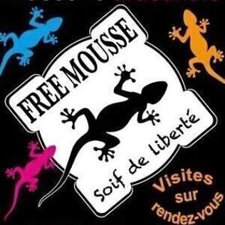 BRASSERIE FREE MOUSSE