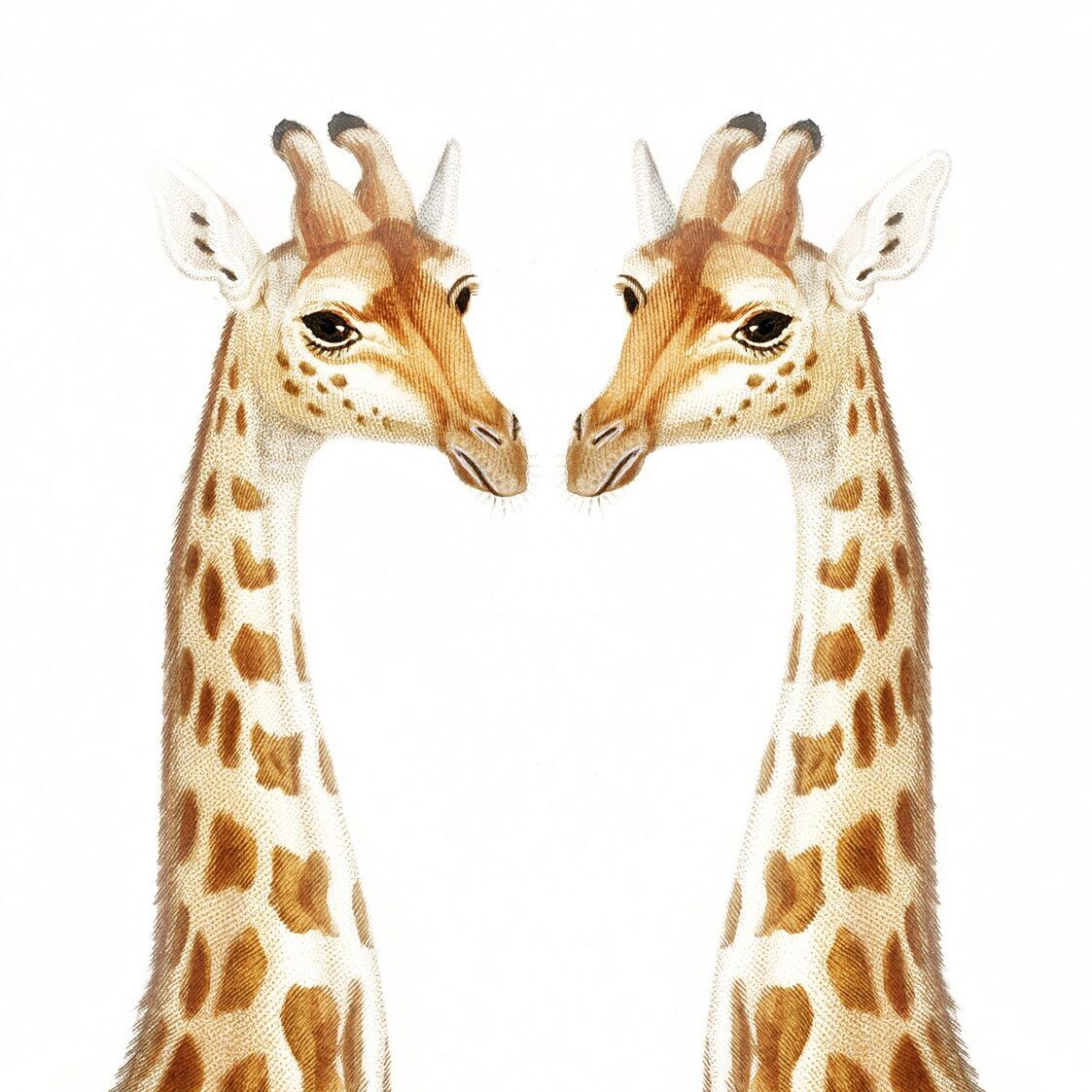 Les 2 Girafes