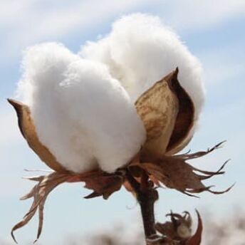 Les cotons de Cornouaille