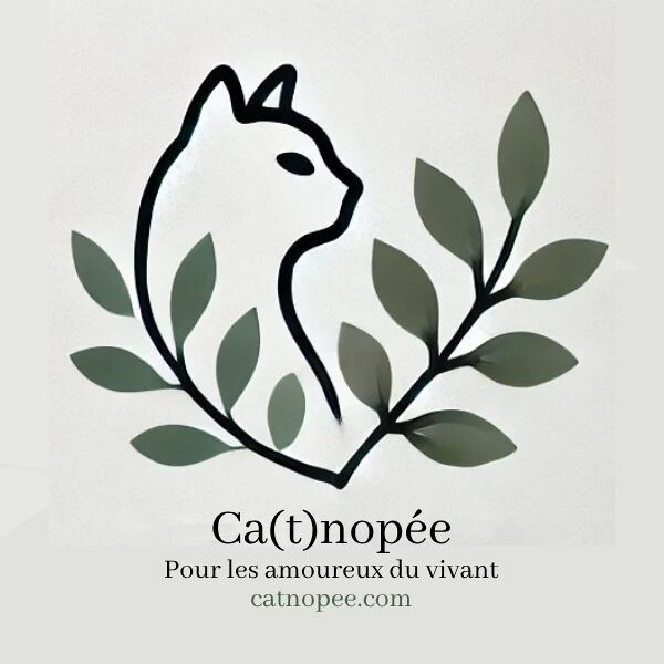 Catnopée