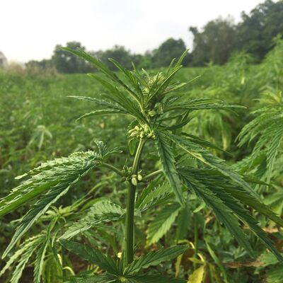 The British Hemp Co