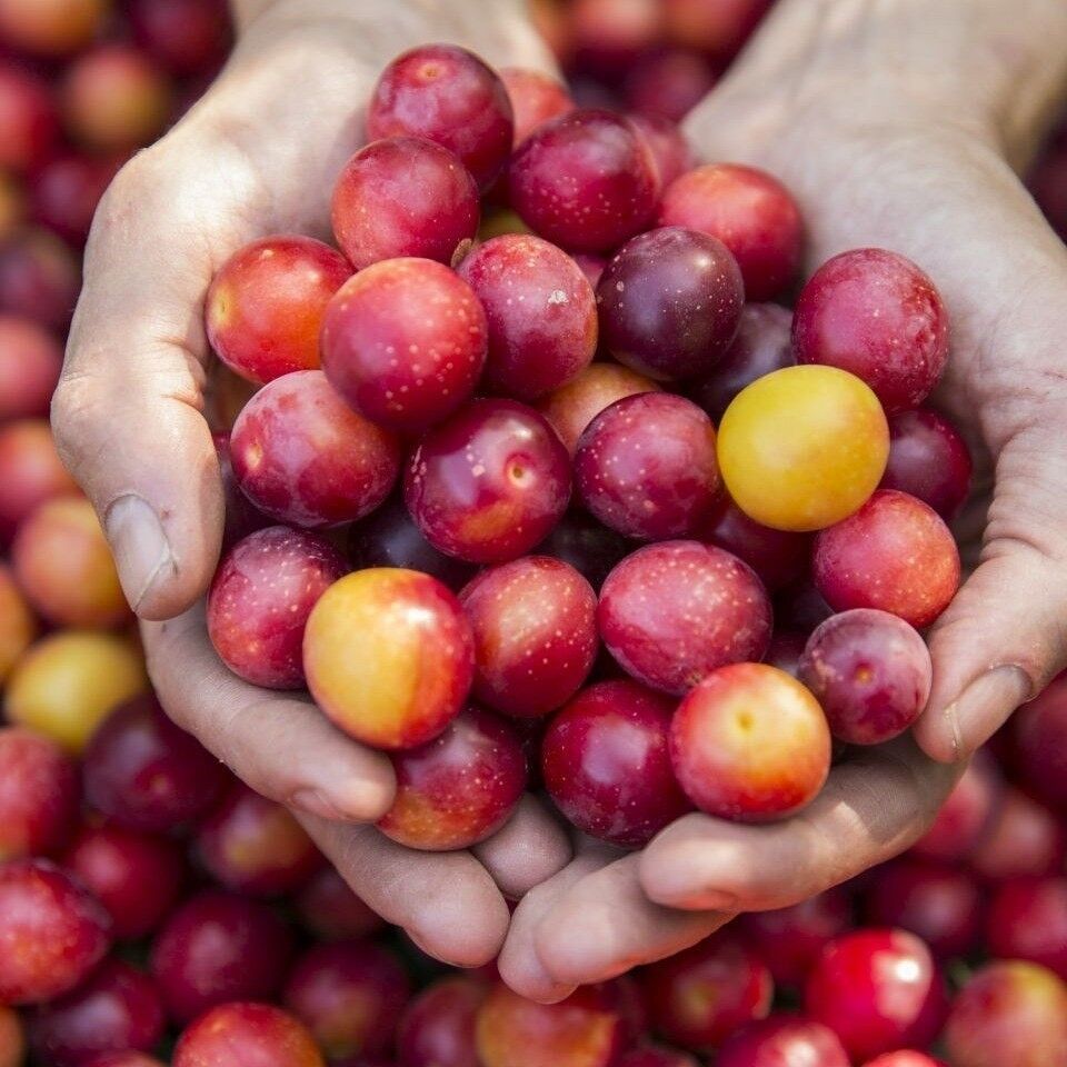 Rosenberg Delikatessen