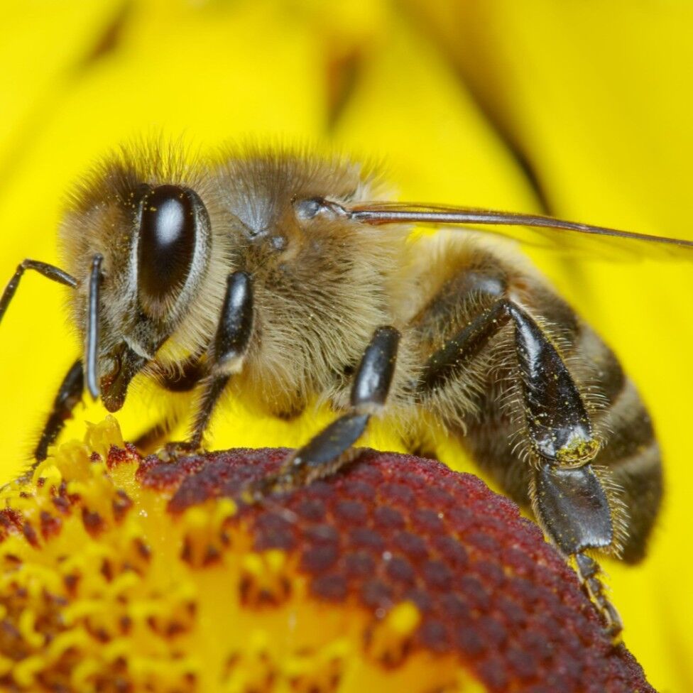 Le Rucher du Marandou
