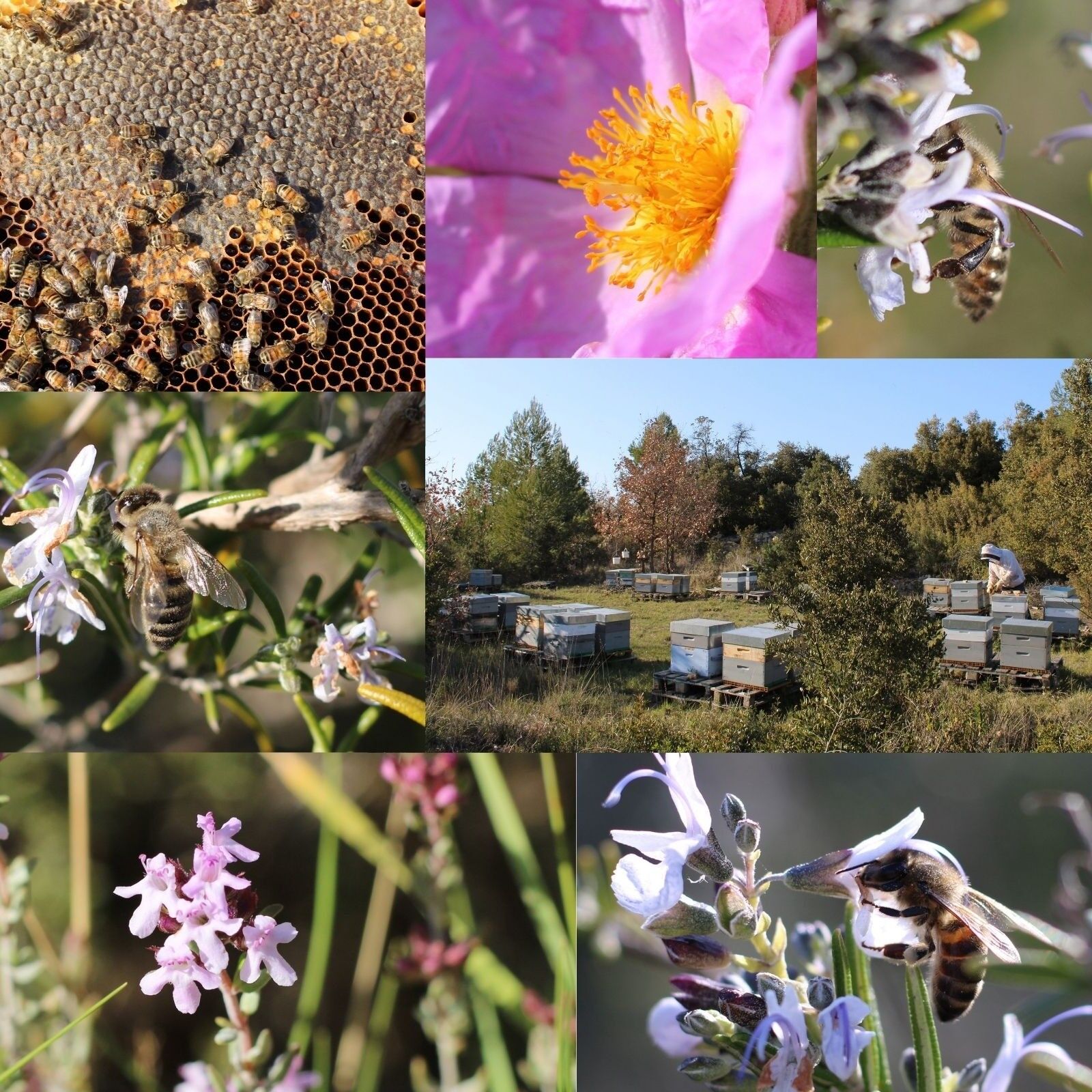 Frédéric Forton Apiculteur