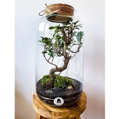 Tree In A Jar