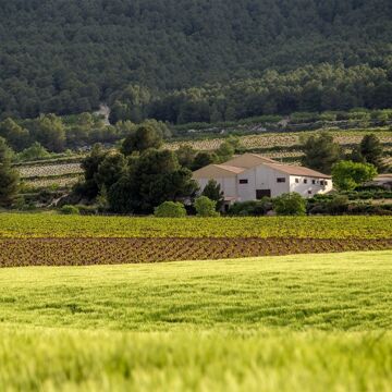 BODEGA BALCONA