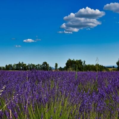 Trésors de Provence