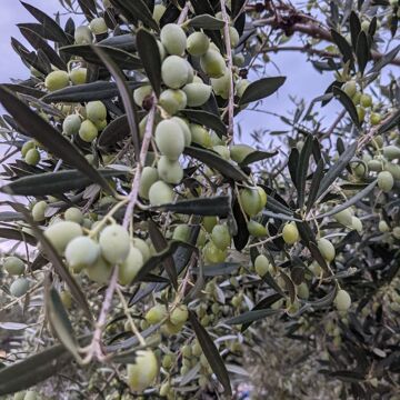 KORONAIKI Olivenölmanufaktur