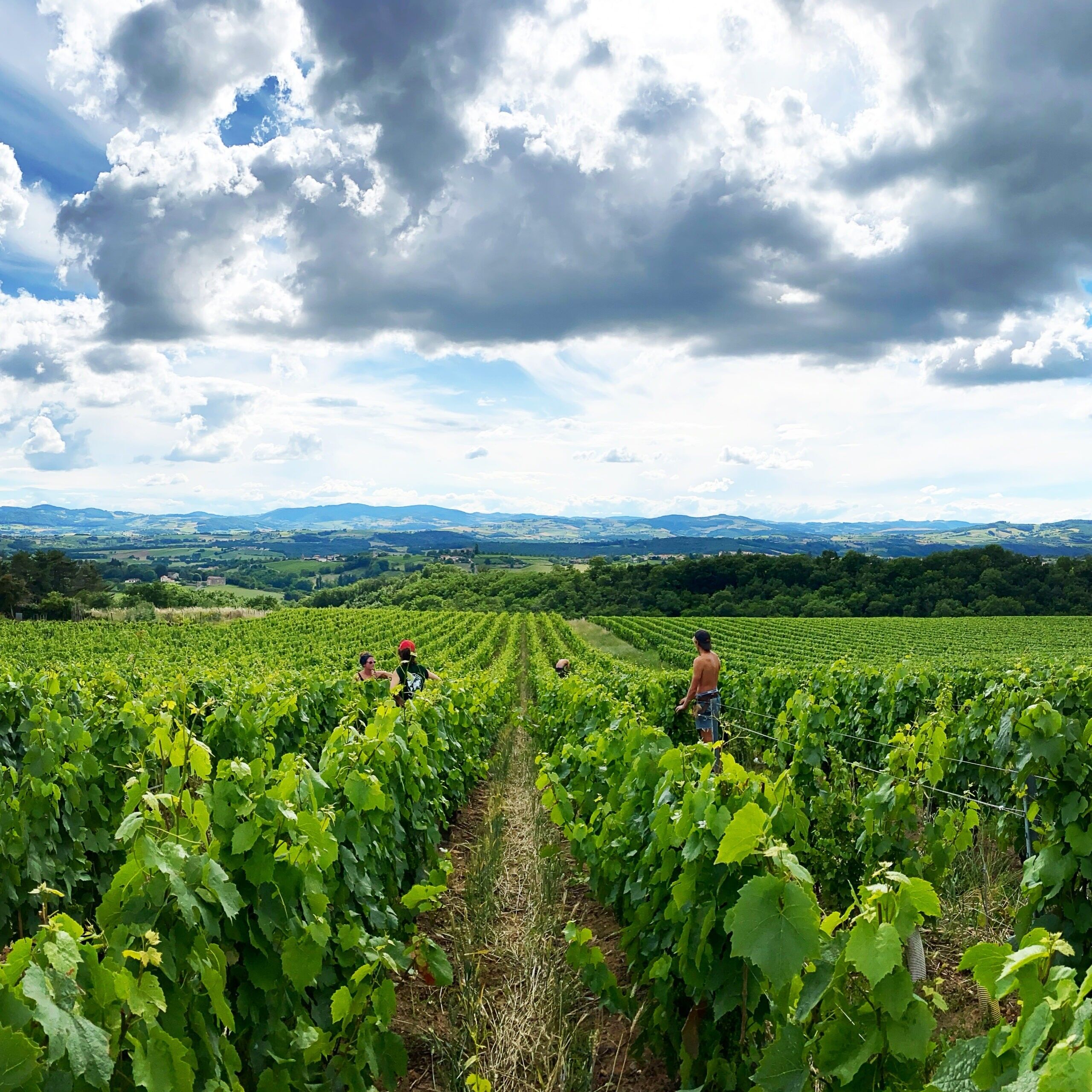 Domaine Des Voûtes Dorées
