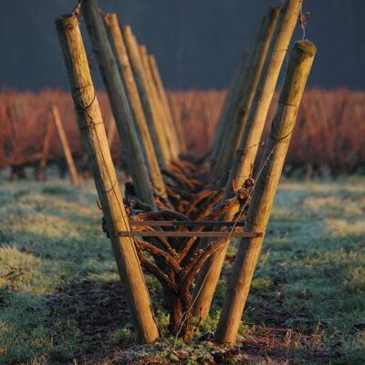 Vignoble Bertinerie