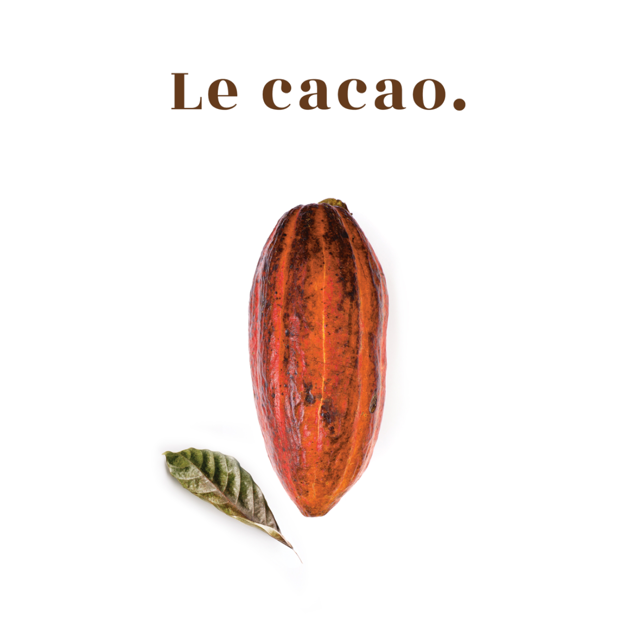 LE PETIT MAÎTRE