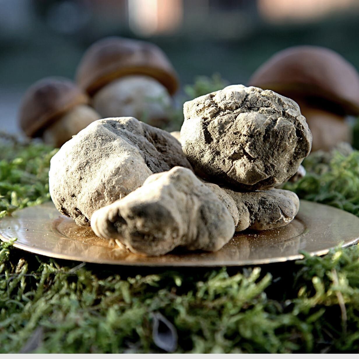 Vogliediboscomoretti