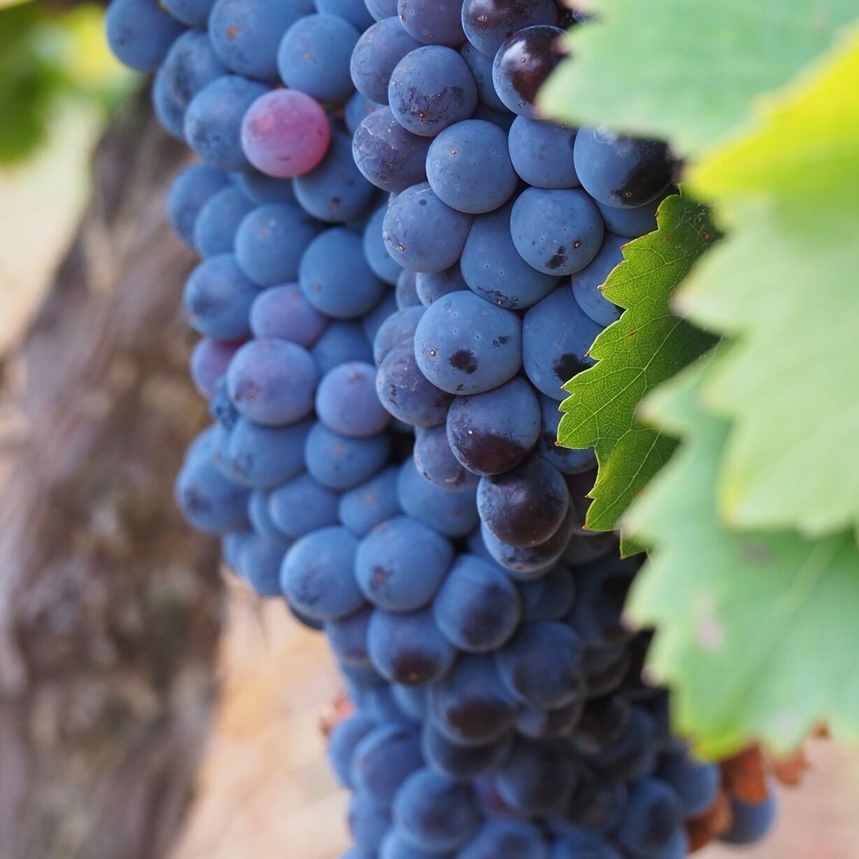 Domaine Des Pasquiers