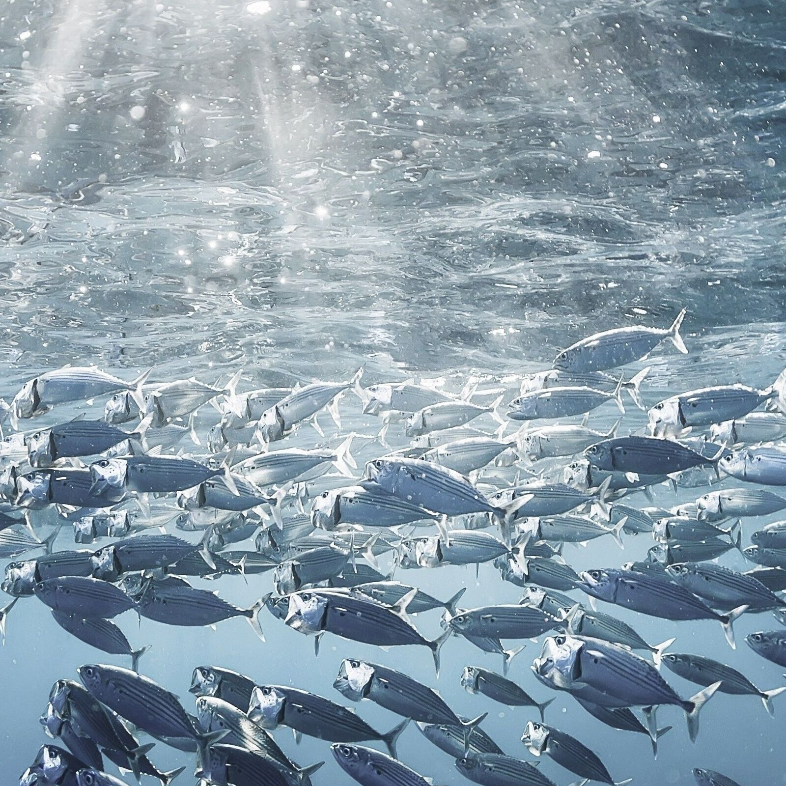 Fontaine Nahrungsmittel GmbH