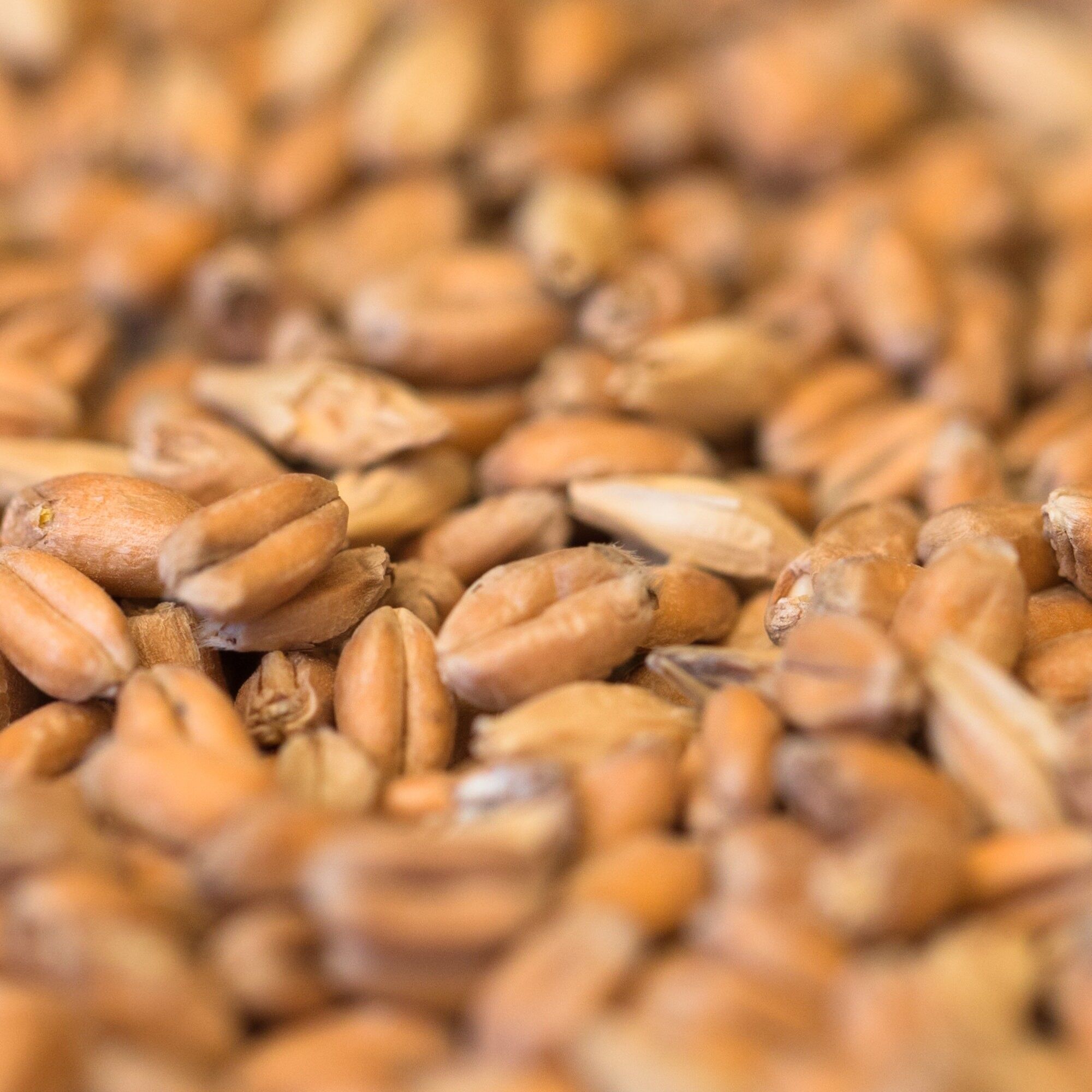 Brasserie de l'Antidote