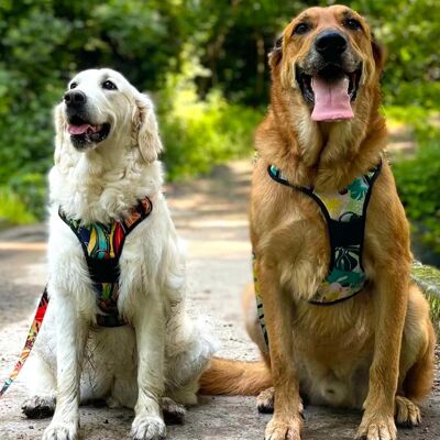 Goofy Goldens