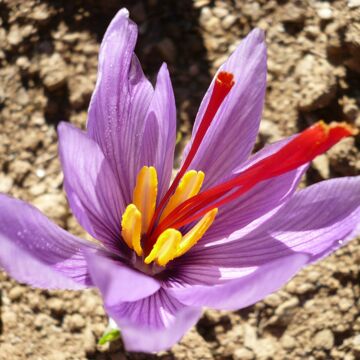 Divine Healing Saffron Europe