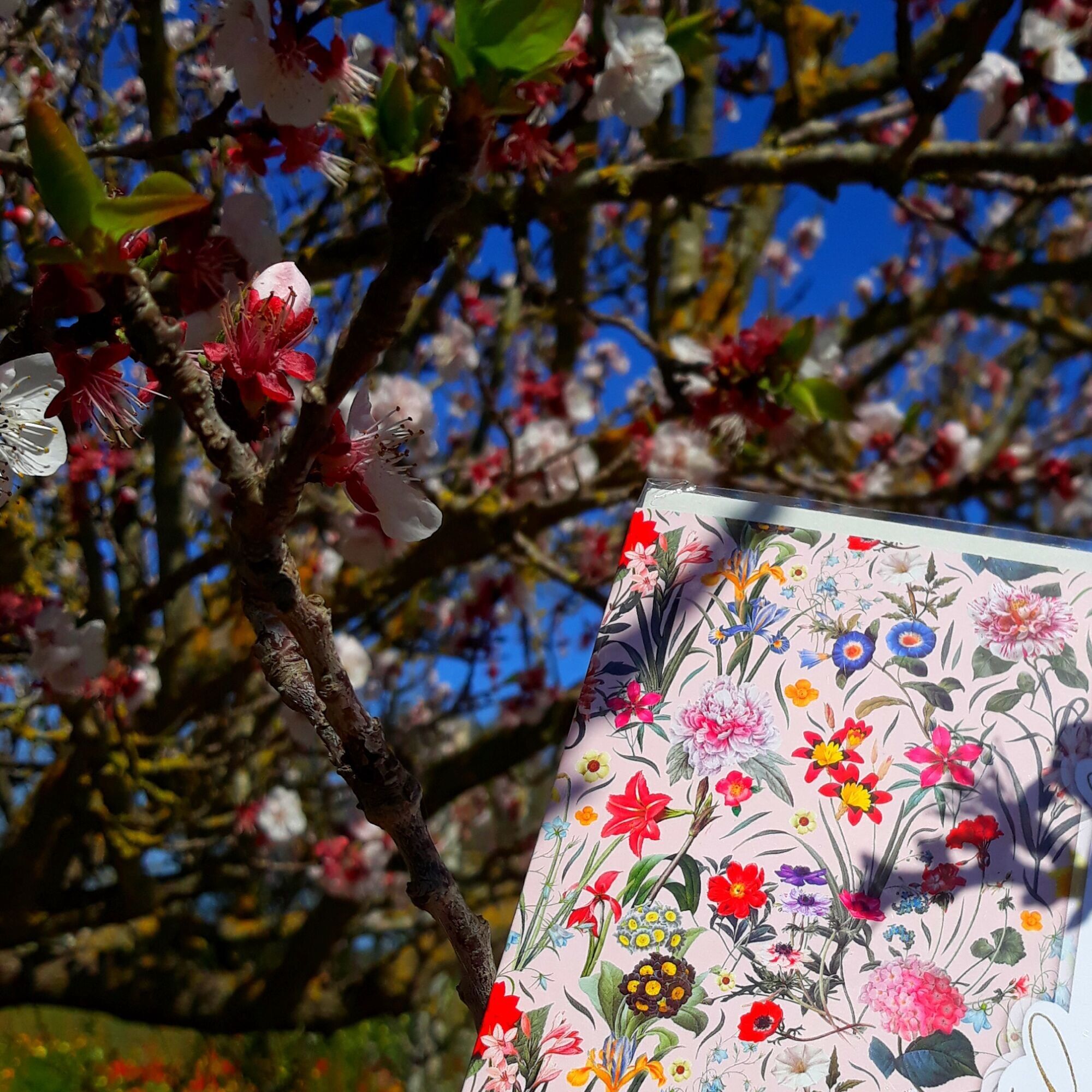 Gi. Pi. Distribuzioni