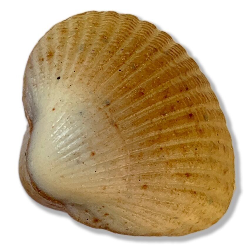 Les Coques de Cabourg