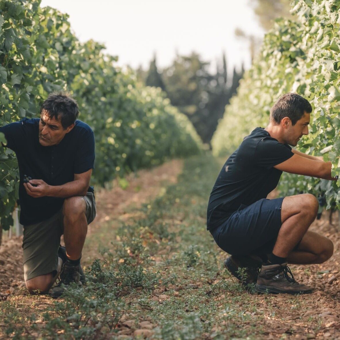 Domaine Pierre Teissonnière