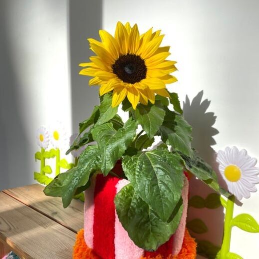 Joséphine Pelletier