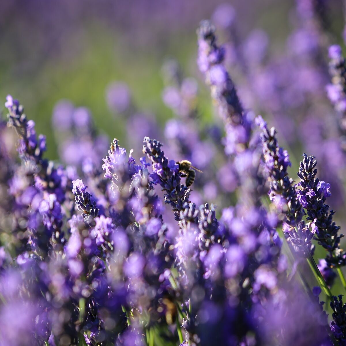 Lavande04