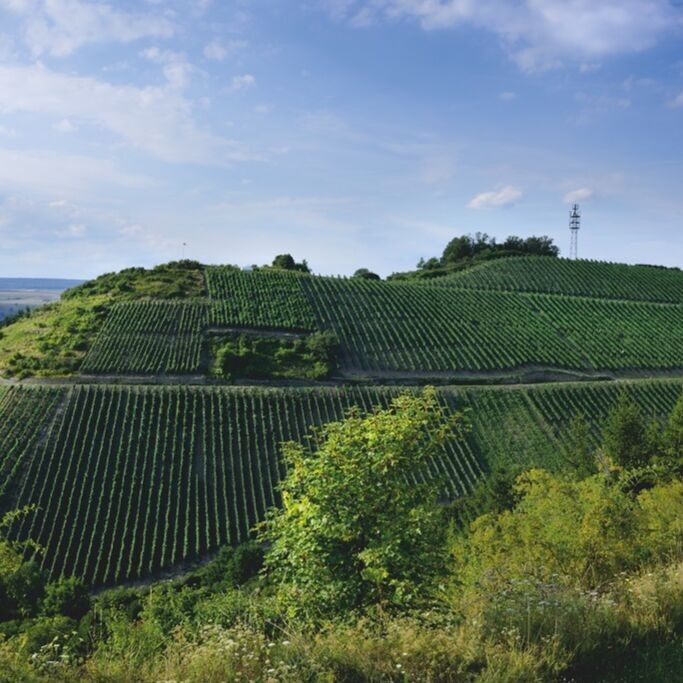 Weinhaus Disibodenberg