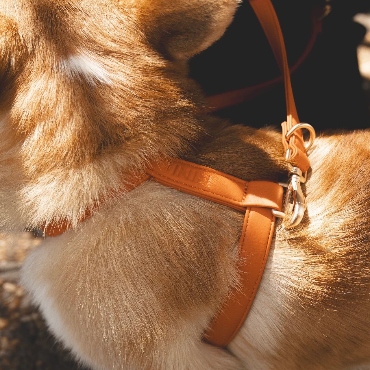 Nini dog shop