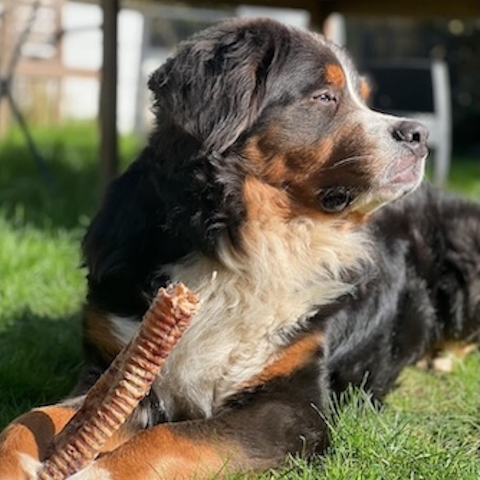 Ballards Natural Dog Treats