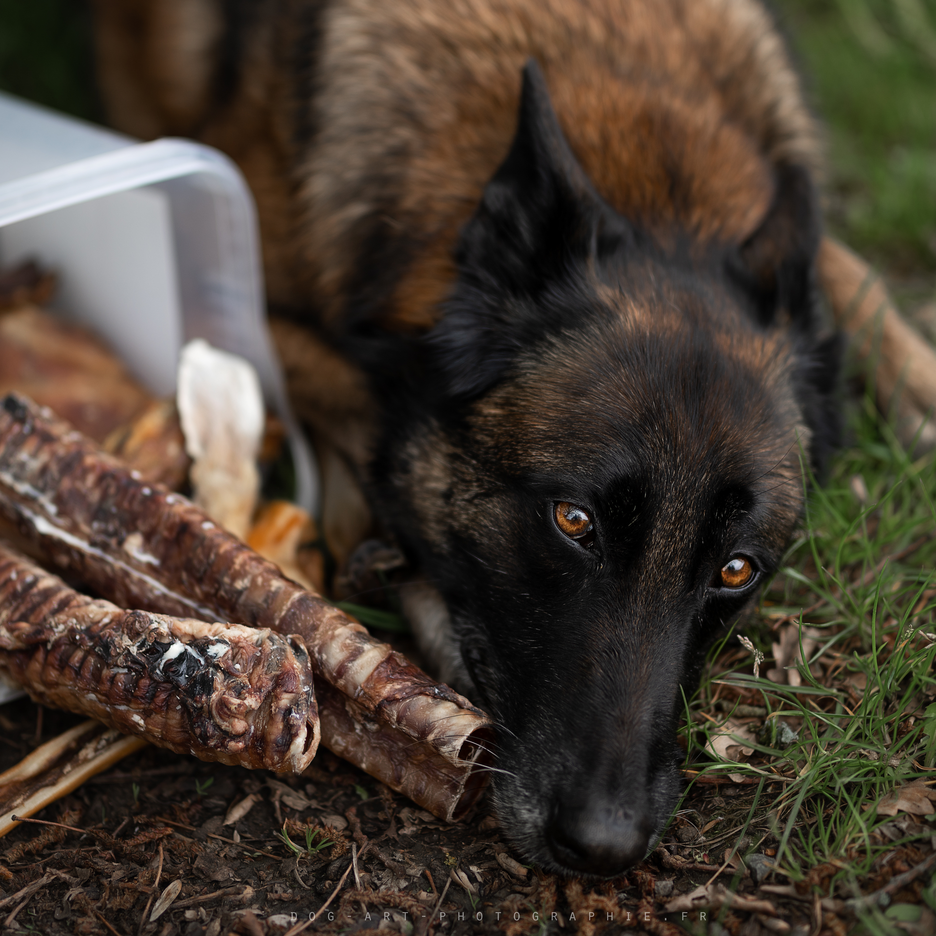 INARIS PETFOOD
