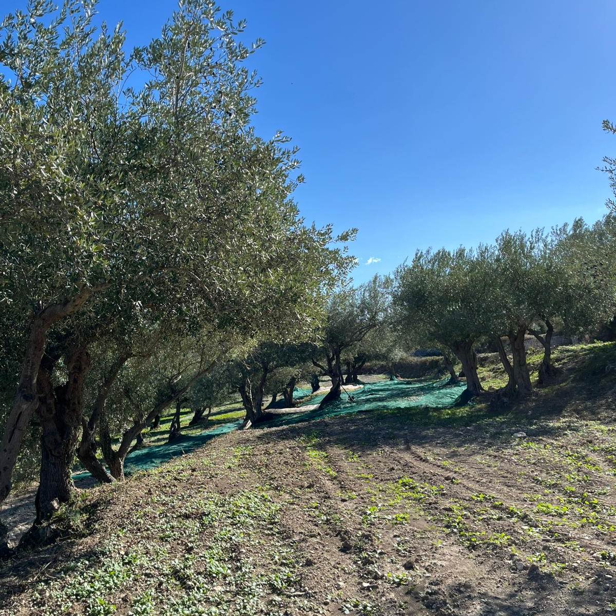 Olea Nativa