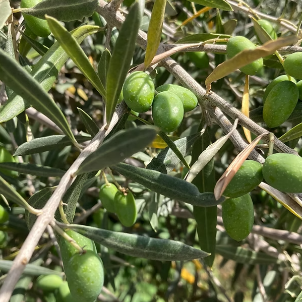 Ad Olivetum -Espagne / Portugal