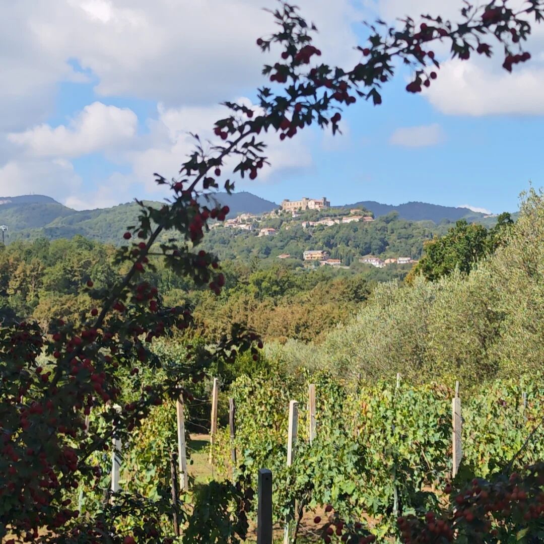 Fattoria Capometa