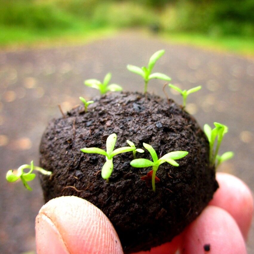 Die Seedball-Manufaktur