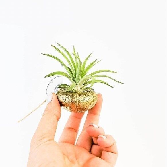 Juffrouw Pannenkoek Deco