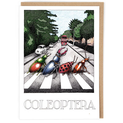 COLEOPTERA