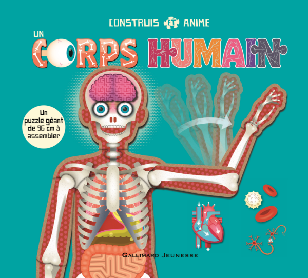 Build and animate a human body