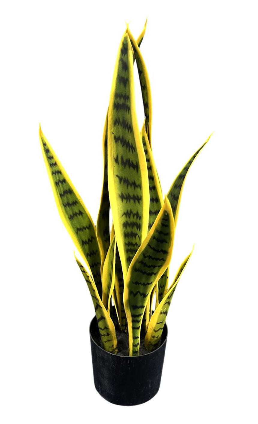 12 Sansevieria-Pflanzen, 55 cm