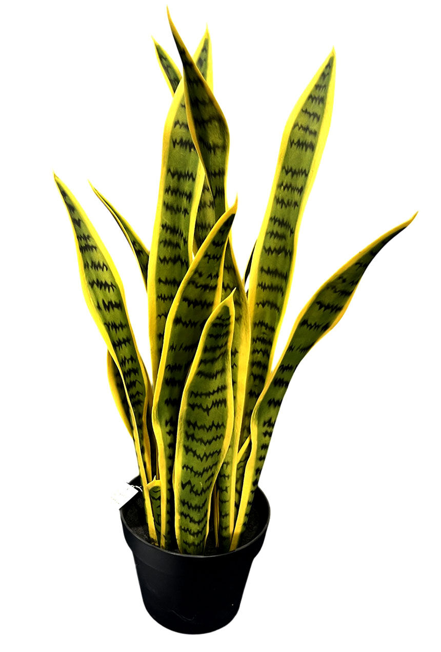 Sansevieria X18, 70 cm