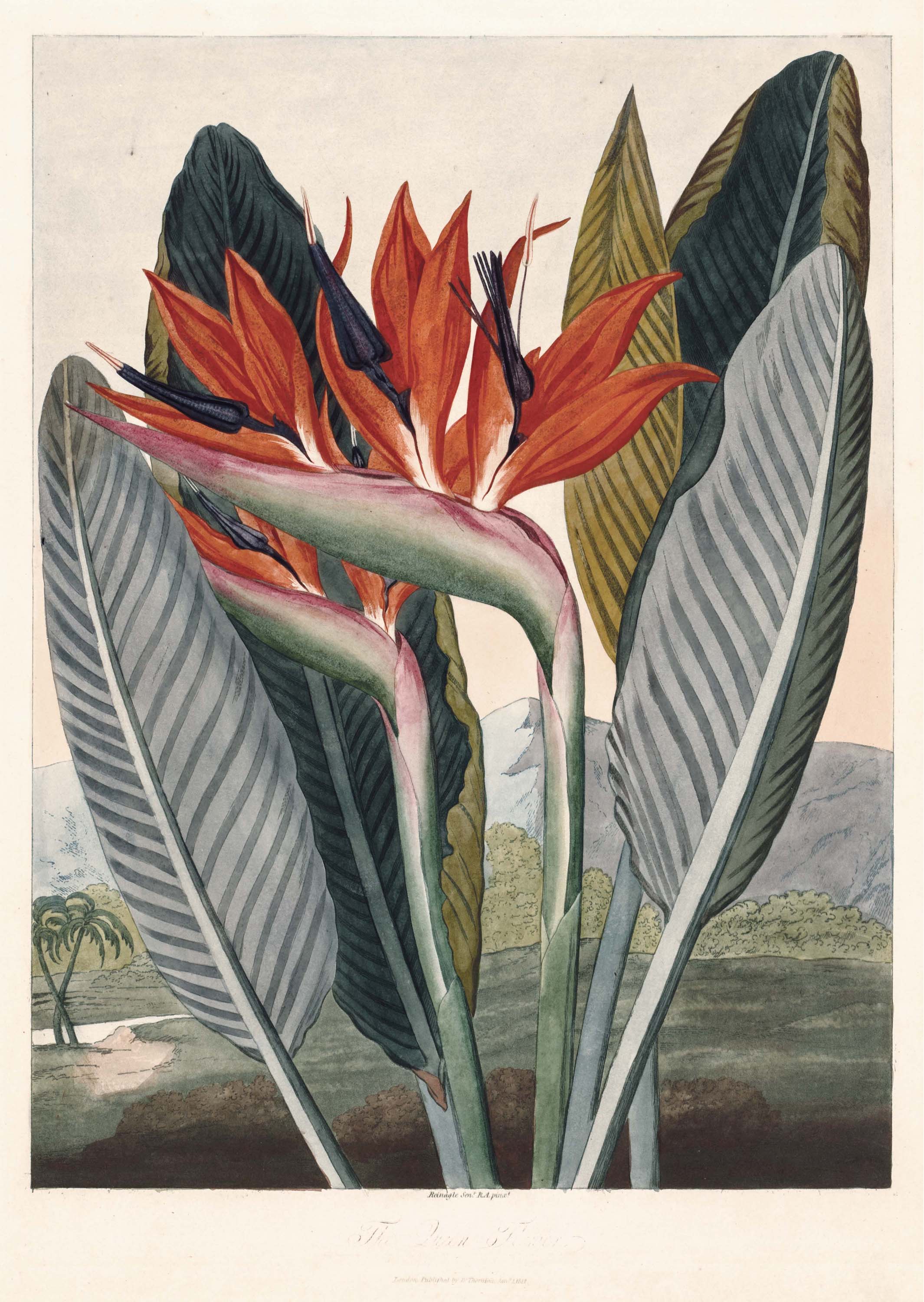 La reina flor - Templo de Flora, Robert Thornton, 1812