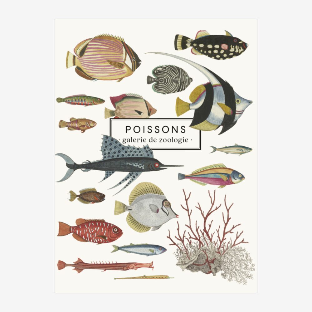 Fish Notebook