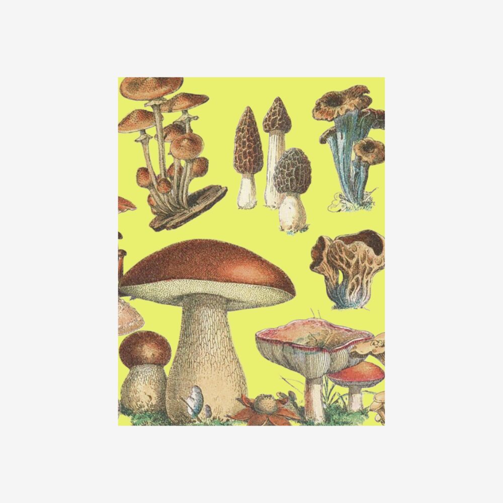 Small Mushroom Notebook