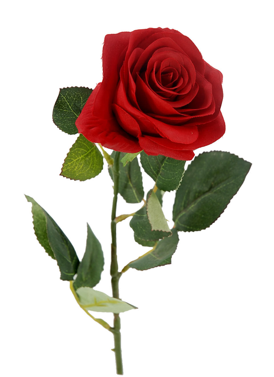 Rosa X1 Roja 65Cm(8Cm)