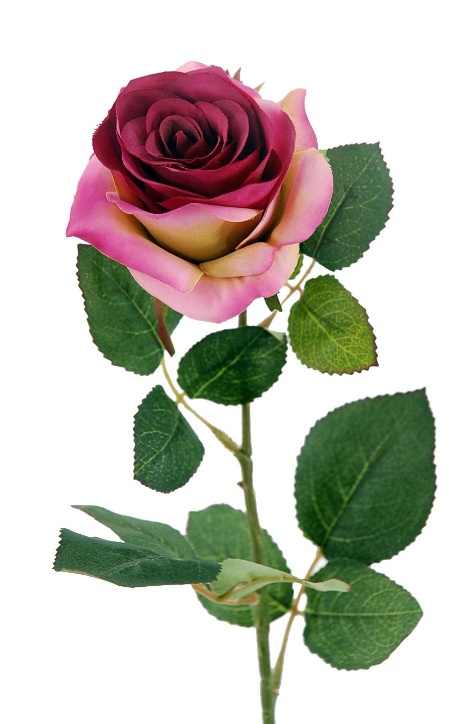 Rosa X1 Fucsia 65Cm(8Cm)