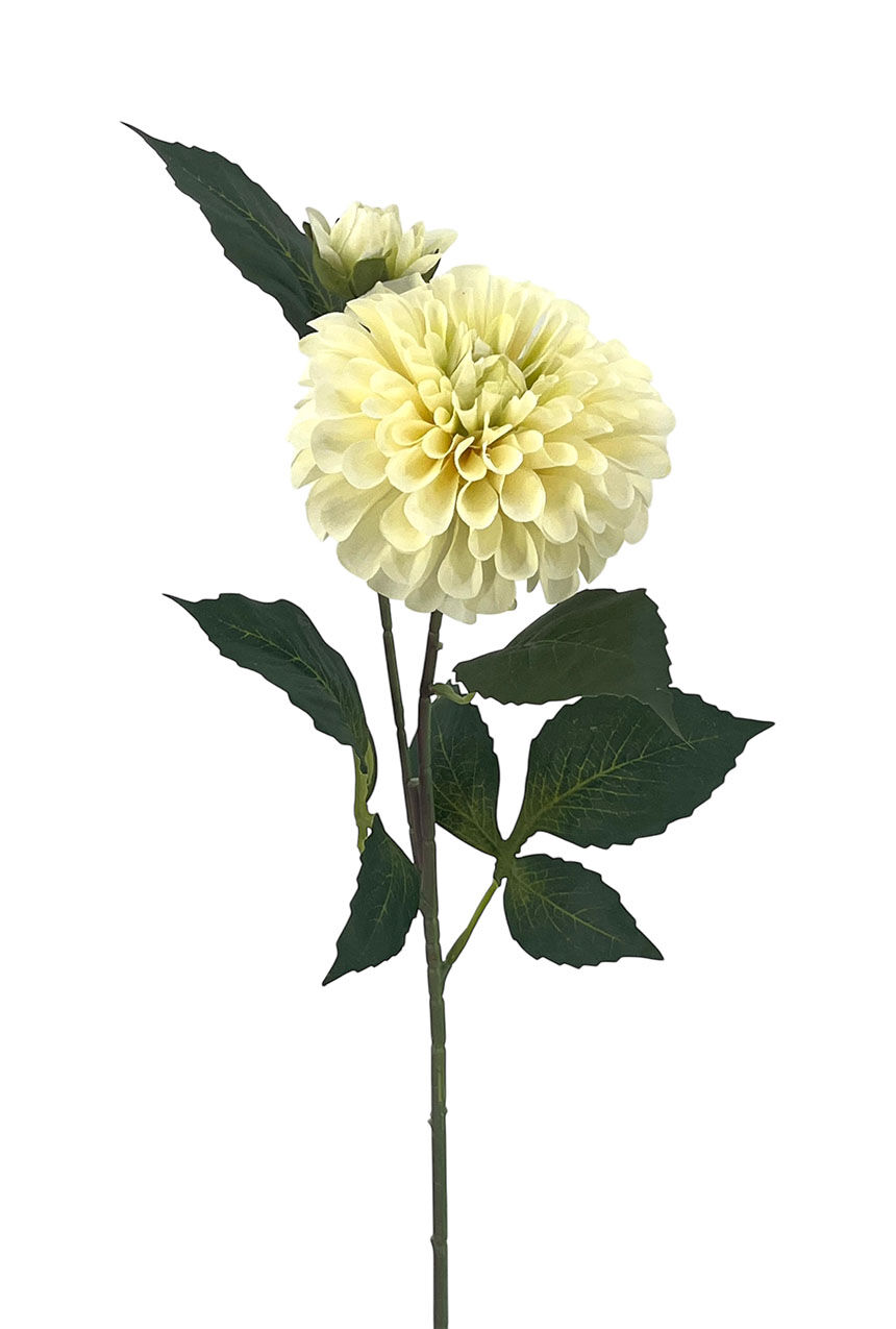 R.Dalia Multipet.Polist. Crema, 62Cm(10Cm)