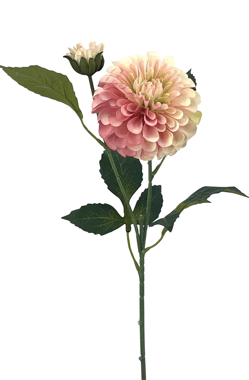 R.Dalia Multip.Polist.Rosa, 62Cm(10Cm)