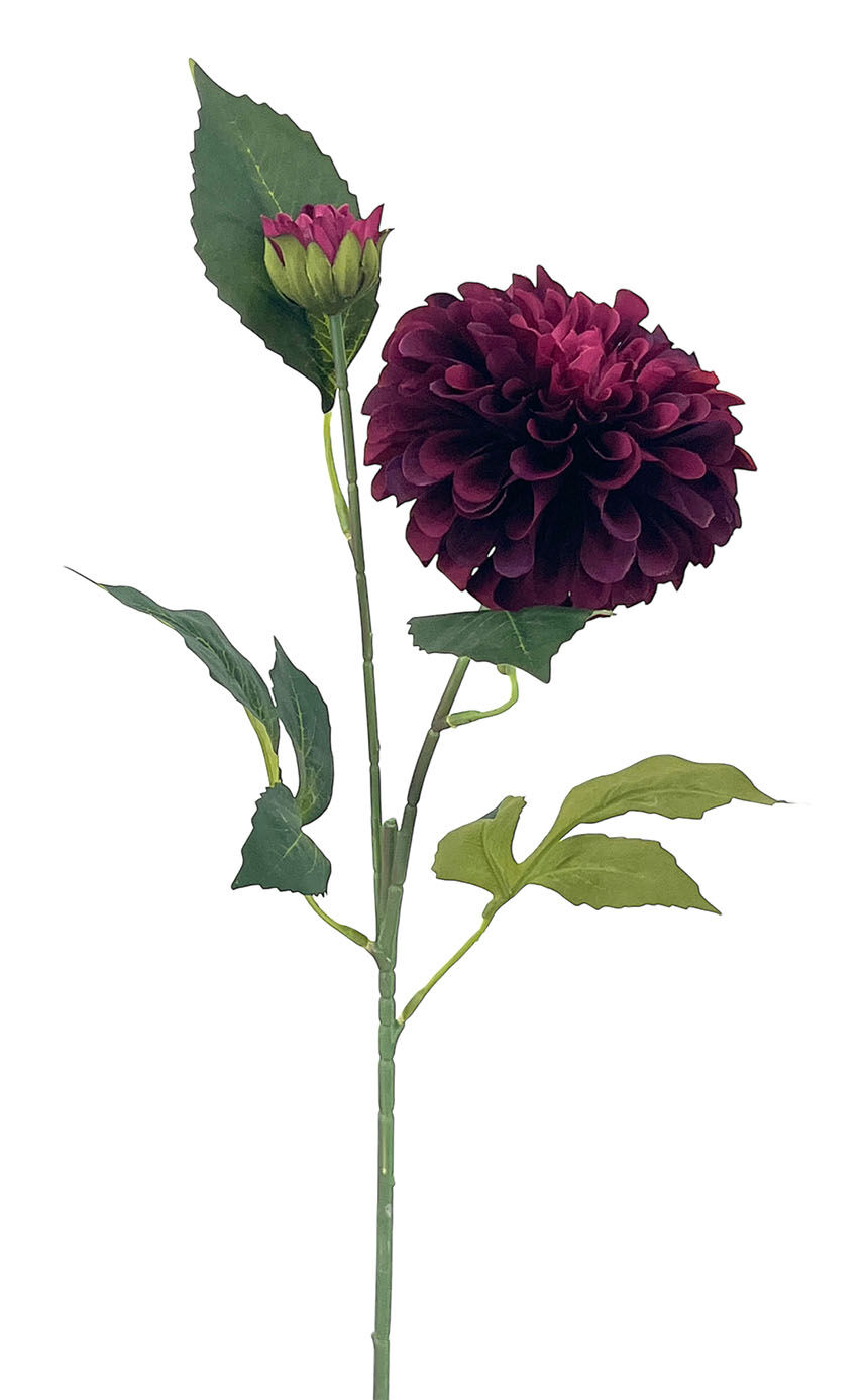 R.Dalia Multip.Polist.Burdeos, 62Cm(10Cm)