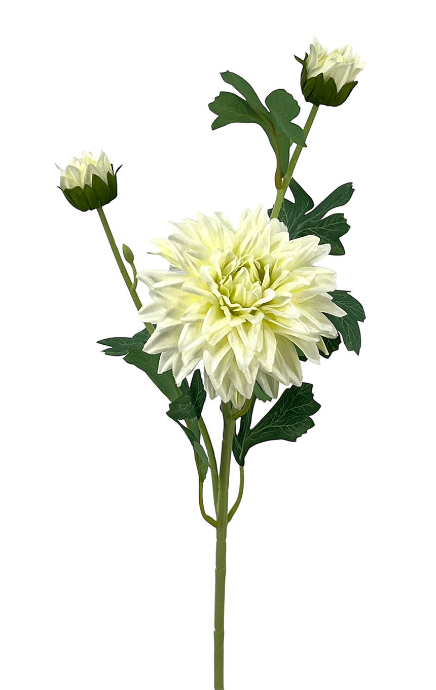 R.Dalia X1+2 Satén Crema, 62Cm(11Cm)