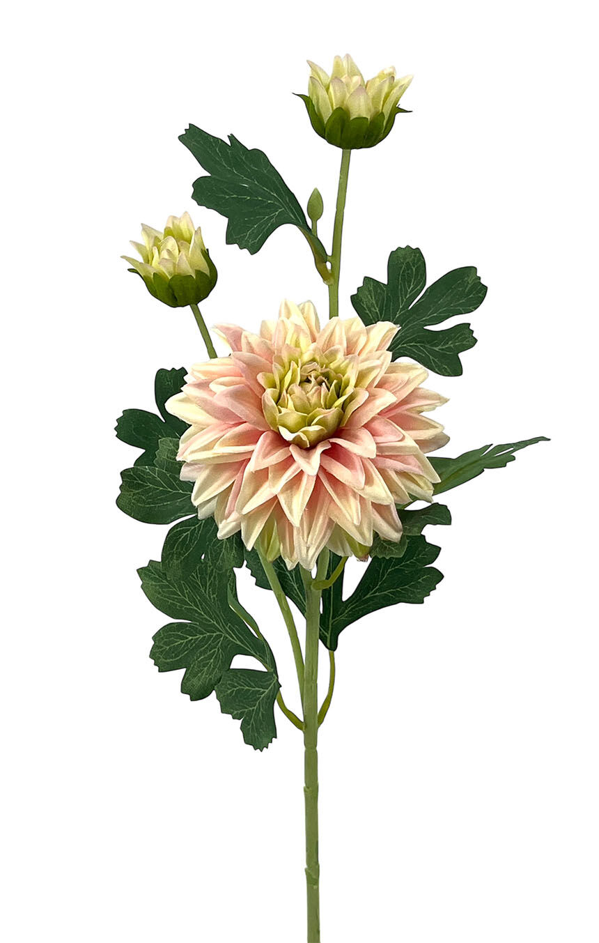 R.Dalia X1+2 Satén Rosa, 62Cm(11Cm)