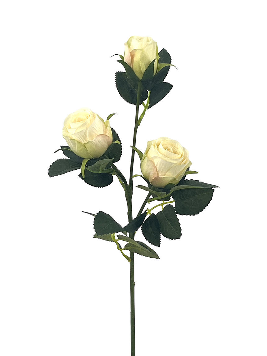 R.Rositas X3 Poliest. Crema, 56Cm(5Cm)